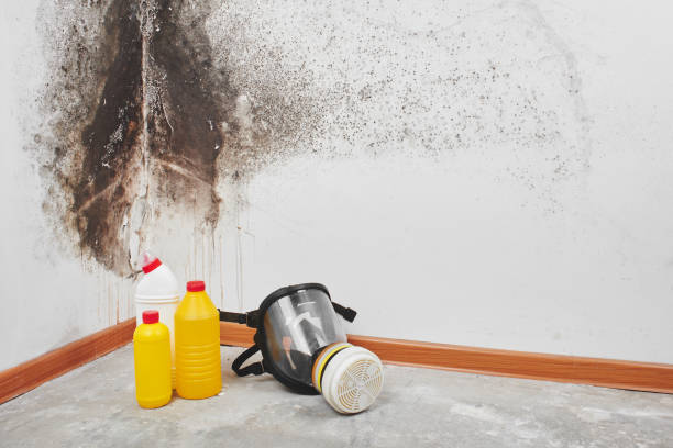 Best Residential Mold Remediation in Allison, IA