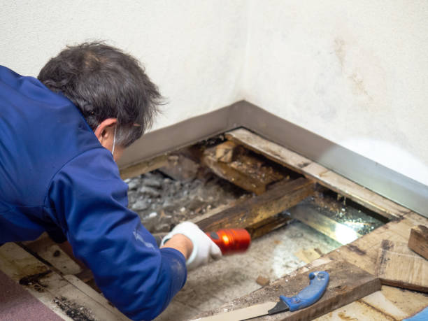 Best Localized Mold Remediation (e.g., coastal areas, humid climates) in Allison, IA