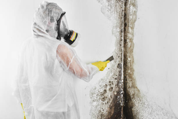 Best Crawl Space Mold Remediation in Allison, IA
