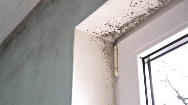 Best DIY Mold Remediation Support Services in Allison, IA
