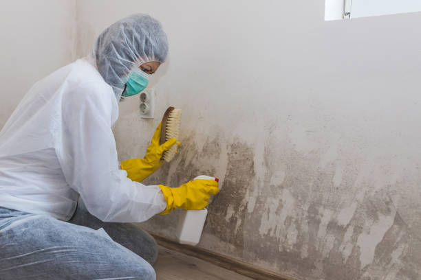 Best Industrial Mold Remediation in Allison, IA