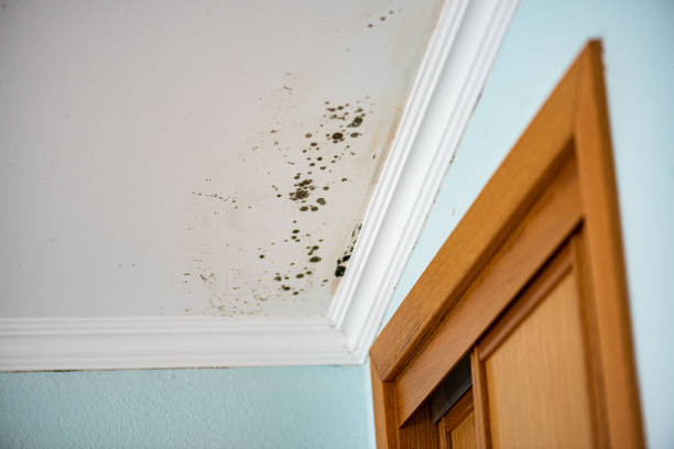 Best Bathroom Mold Remediation in Allison, IA