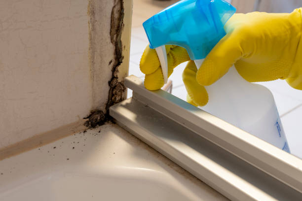 Best Commercial Mold Remediation in Allison, IA