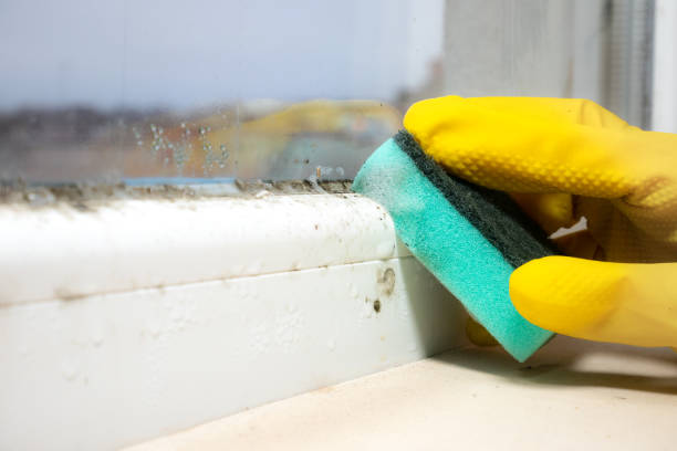 Best Post-Flood Mold Remediation in Allison, IA