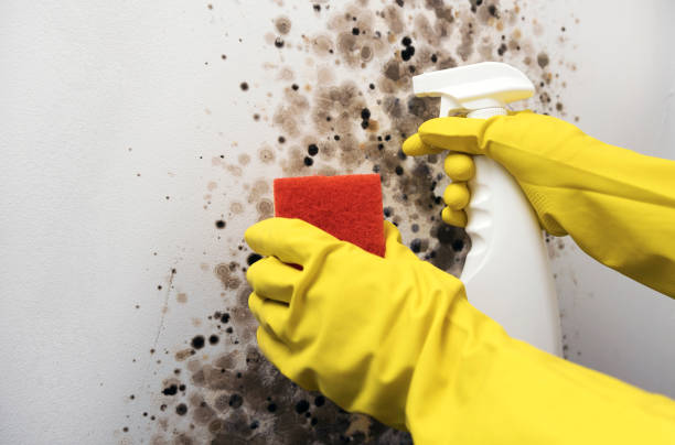 Reliable Allison, IA Mold Remediation Solutions