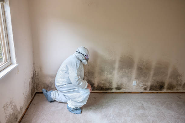 Best Mold Testing and Inspection Services in Allison, IA
